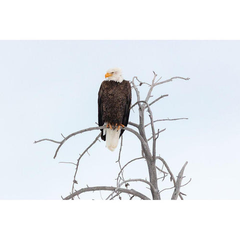 Bald Eagle near the Yellowstone River, Yellowstone National Park Black Modern Wood Framed Art Print with Double Matting by The Yellowstone Collection