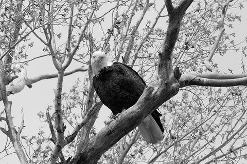 Bald Eagle perched near the Yellowstone River, Yellowstone National Park Black Ornate Wood Framed Art Print with Double Matting by Frank, Jacob W.