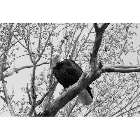 Bald Eagle perched near the Yellowstone River, Yellowstone National Park Gold Ornate Wood Framed Art Print with Double Matting by Frank, Jacob W.