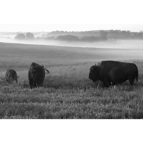 Roaming Bison Black Modern Wood Framed Art Print with Double Matting by The Yellowstone Collection