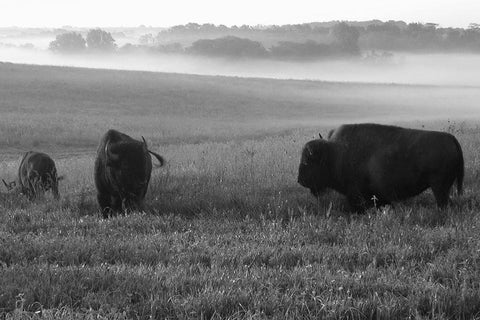 Roaming Bison White Modern Wood Framed Art Print with Double Matting by The Yellowstone Collection