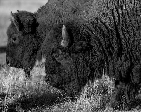 Bison White Modern Wood Framed Art Print with Double Matting by The Yellowstone Collection