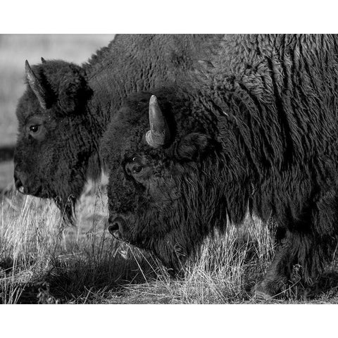 Bison White Modern Wood Framed Art Print by The Yellowstone Collection