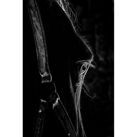 Black as Night Black Modern Wood Framed Art Print by The Yellowstone Collection