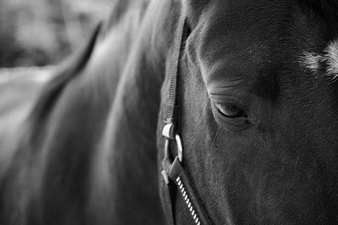 Black Beauty White Modern Wood Framed Art Print with Double Matting by The Yellowstone Collection