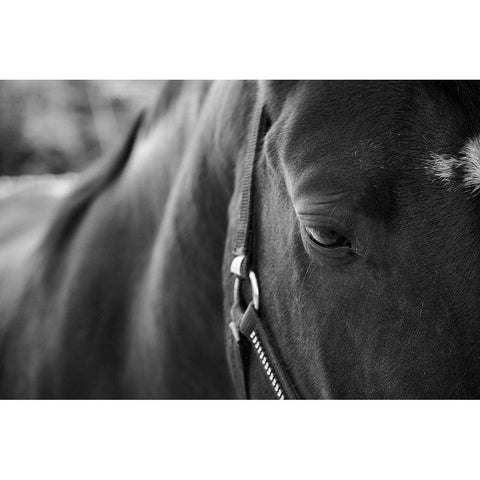 Black Beauty White Modern Wood Framed Art Print by The Yellowstone Collection