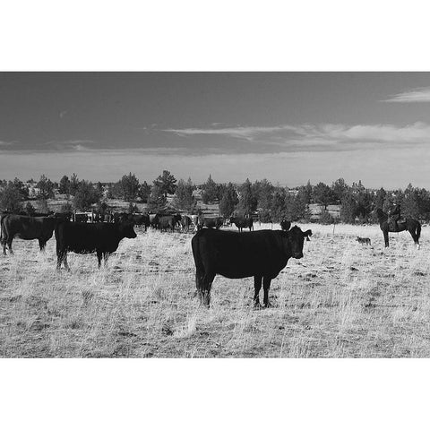 Cattle Grazing Ochoco National Forest Black Modern Wood Framed Art Print with Double Matting by The Yellowstone Collection