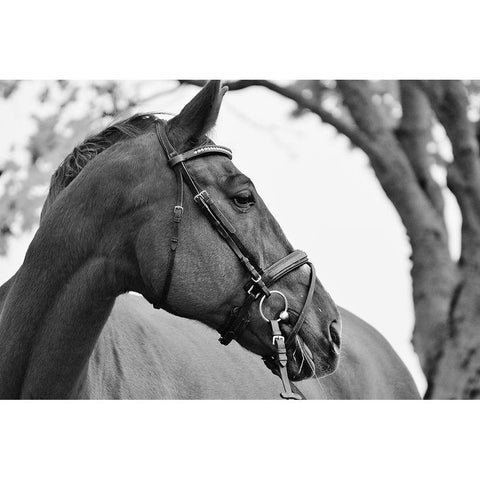 Chestnut horse Black Modern Wood Framed Art Print with Double Matting by The Yellowstone Collection