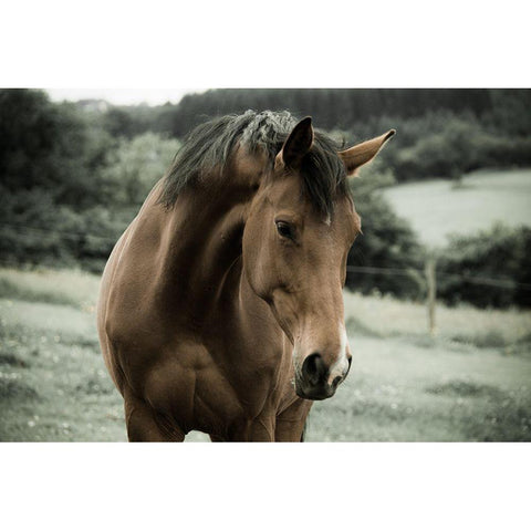 Curiosity Black Modern Wood Framed Art Print by The Yellowstone Collection