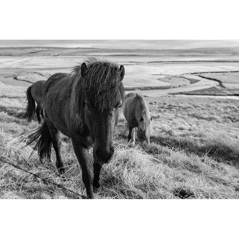 Dry Grass Lunch White Modern Wood Framed Art Print by The Yellowstone Collection