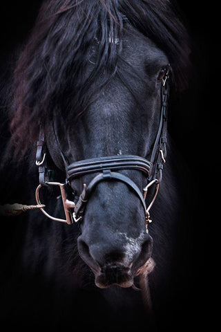 Equus Black Ornate Wood Framed Art Print with Double Matting by The Yellowstone Collection