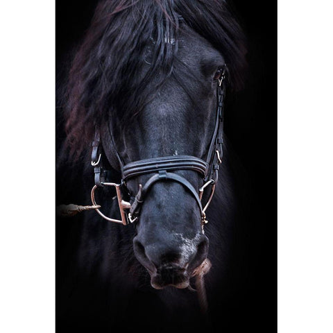 Equus Black Modern Wood Framed Art Print by The Yellowstone Collection
