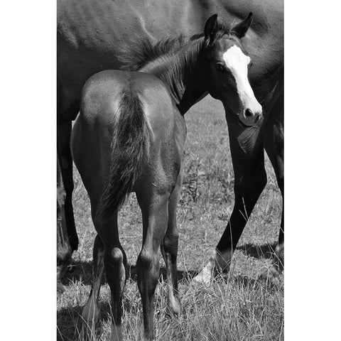 Foal and mare White Modern Wood Framed Art Print by The Yellowstone Collection