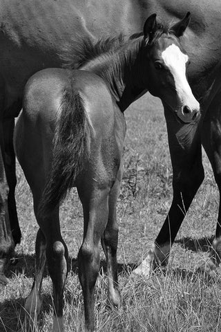 Foal and mare White Modern Wood Framed Art Print with Double Matting by The Yellowstone Collection