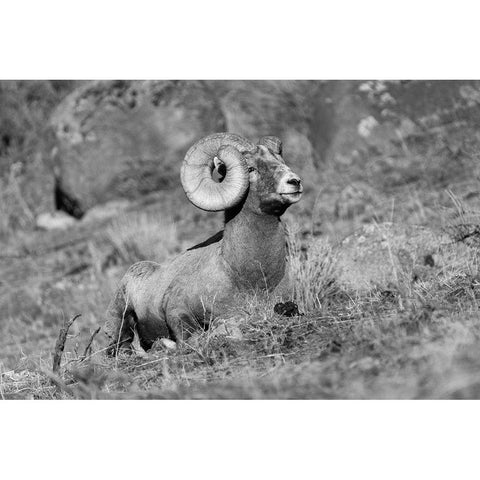 Bighorn Ram, Yellowstone National Park White Modern Wood Framed Art Print by Frank, Jacob W.