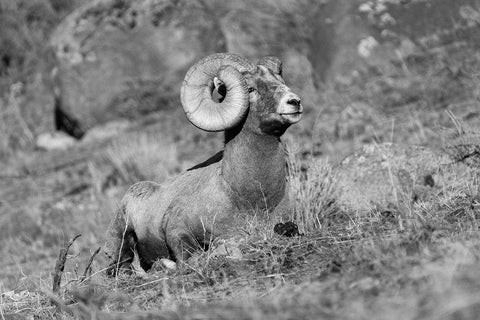 Bighorn Ram, Yellowstone National Park White Modern Wood Framed Art Print with Double Matting by Frank, Jacob W.