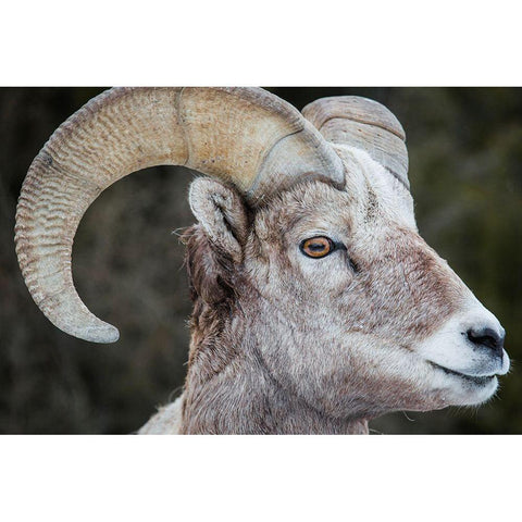 Bighorn Ram, Lamar Valley, Yellowstone National Park White Modern Wood Framed Art Print by The Yellowstone Collection