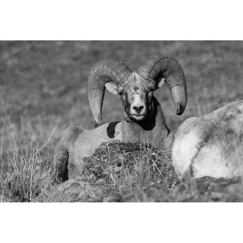 Bighorn Ram, Yellowstone National Park Black Modern Wood Framed Art Print with Double Matting by The Yellowstone Collection