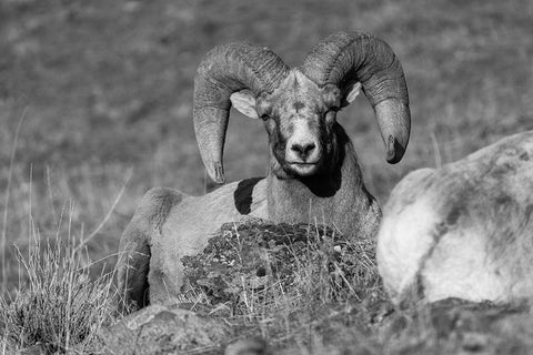 Bighorn Ram, Yellowstone National Park White Modern Wood Framed Art Print with Double Matting by The Yellowstone Collection