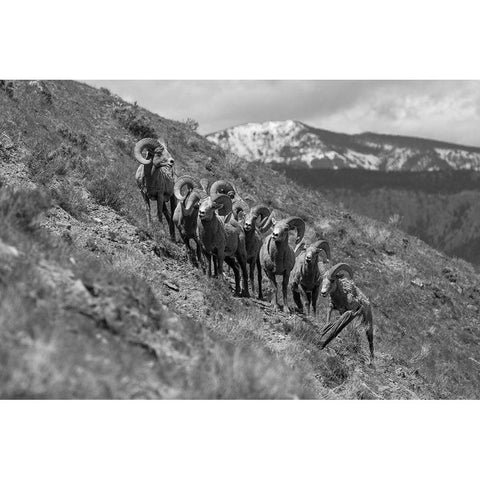 Bighorn Rams, Mount Everts, Yellowstone National Park White Modern Wood Framed Art Print by Frank, Jacob W.