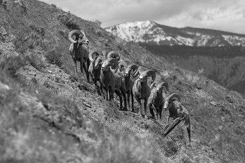 Bighorn Rams, Mount Everts, Yellowstone National Park White Modern Wood Framed Art Print with Double Matting by Frank, Jacob W.