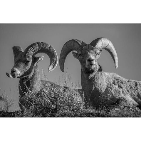 Bighorn Rams, Lamar Canyon, Yellowstone National Park Black Modern Wood Framed Art Print with Double Matting by The Yellowstone Collection