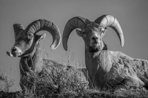 Bighorn Rams, Lamar Canyon, Yellowstone National Park White Modern Wood Framed Art Print with Double Matting by The Yellowstone Collection