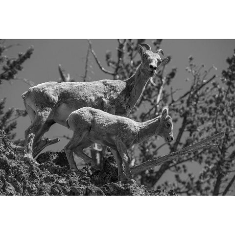 Bighorn Sheep, Mount Washburn, Yellowstone National Park White Modern Wood Framed Art Print by Herbert, Neal