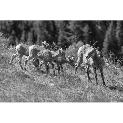 Bighorn Sheep, Yellowstone National Park White Modern Wood Framed Art Print by Frank, Jacob W.