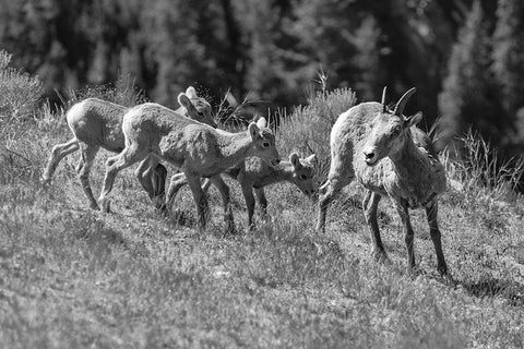 Bighorn Sheep, Yellowstone National Park White Modern Wood Framed Art Print with Double Matting by Frank, Jacob W.