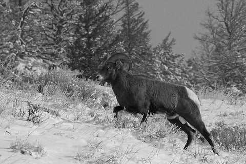 Bighorn Ram, Lamar Valley, Yellowstone National Park Black Ornate Wood Framed Art Print with Double Matting by Peaco, Jim