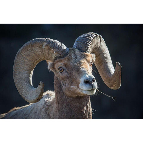 Bighorn sheep, Lamar Valley, Yellowstone National Park Black Modern Wood Framed Art Print with Double Matting by The Yellowstone Collection