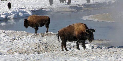 Bison along the Gibbon River, Yellowstone National Park White Modern Wood Framed Art Print with Double Matting by Renkin, Diane