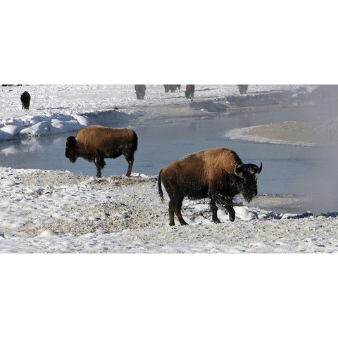 Bison along the Gibbon River, Yellowstone National Park White Modern Wood Framed Art Print by Renkin, Diane