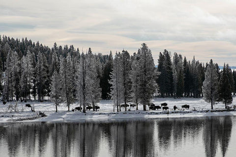 Bison along the Yellowstone River, Yellowstone National Park White Modern Wood Framed Art Print with Double Matting by Renkin, Diane