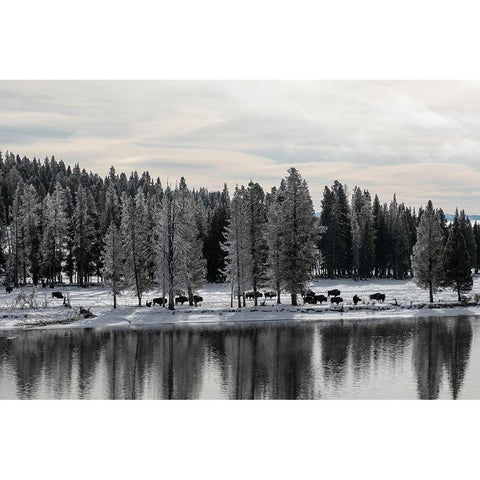 Bison along the Yellowstone River, Yellowstone National Park Black Modern Wood Framed Art Print by Renkin, Diane