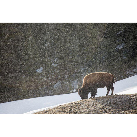 Bison, Blacktail Deer Plateau, Yellowstone National Park White Modern Wood Framed Art Print by The Yellowstone Collection