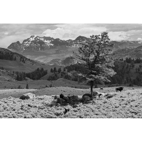 Bison near Cutoff Mountain, Yellowstone National Park Black Modern Wood Framed Art Print with Double Matting by The Yellowstone Collection