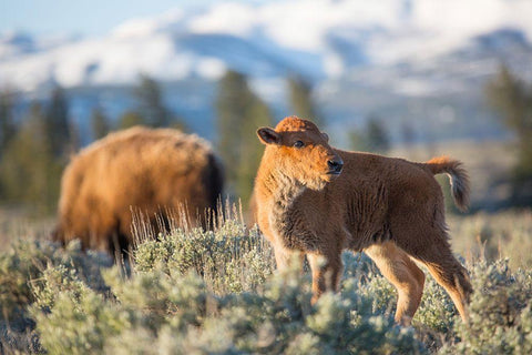 Bison Calf, Blacktail Deer Plateau, Yellowstone National Park White Modern Wood Framed Art Print with Double Matting by The Yellowstone Collection