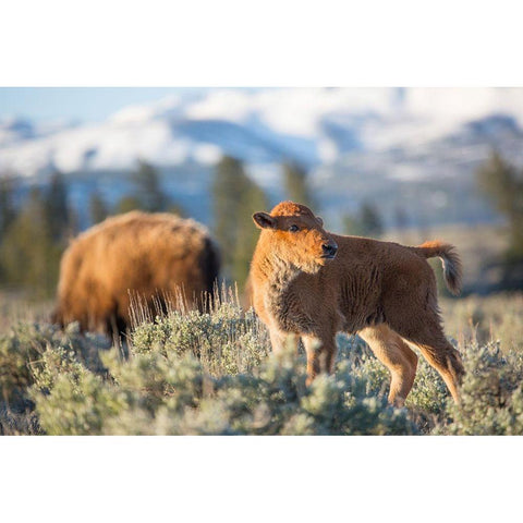 Bison Calf, Blacktail Deer Plateau, Yellowstone National Park White Modern Wood Framed Art Print by The Yellowstone Collection