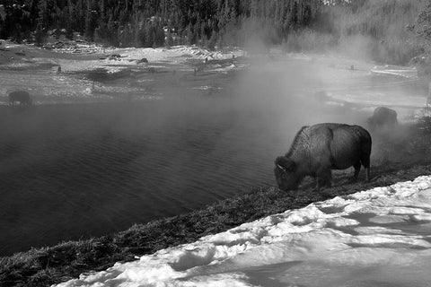 Bison at Terrace Spring, Yellowstone National Park White Modern Wood Framed Art Print with Double Matting by Peaco, Jim