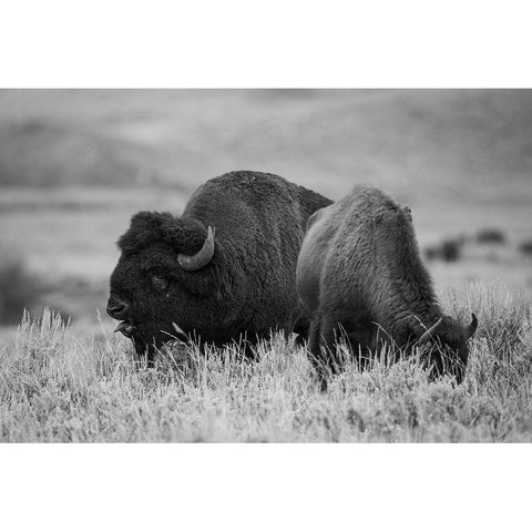 Bison Bull and Cow, Yellowstone National Park Black Modern Wood Framed Art Print with Double Matting by Herbert, Neal