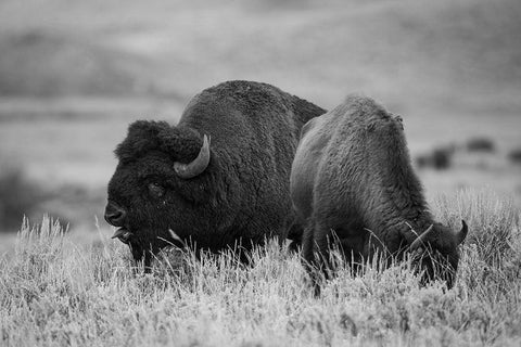 Bison Bull and Cow, Yellowstone National Park White Modern Wood Framed Art Print with Double Matting by Herbert, Neal