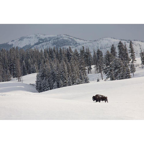 Bison Bull, Blacktail Deer Plateau, Yellowstone National Park White Modern Wood Framed Art Print by The Yellowstone Collection