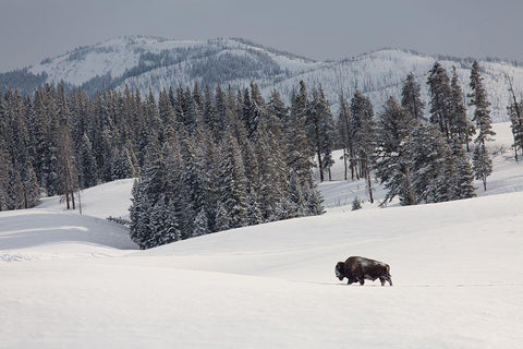 Bison Bull, Blacktail Deer Plateau, Yellowstone National Park White Modern Wood Framed Art Print with Double Matting by The Yellowstone Collection