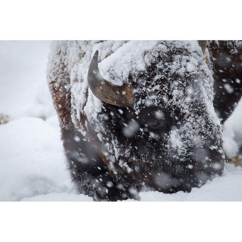 Bison in a snow storm Lamar Valley, Yellowstone National Park White Modern Wood Framed Art Print by Herbert, Neal