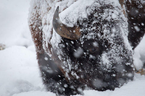 Bison in a snow storm Lamar Valley, Yellowstone National Park Black Ornate Wood Framed Art Print with Double Matting by Herbert, Neal