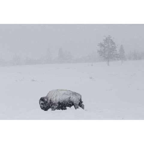 Bison on Swan Lake Flat, Yellowstone National Park Black Modern Wood Framed Art Print with Double Matting by The Yellowstone Collection