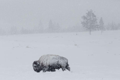 Bison on Swan Lake Flat, Yellowstone National Park White Modern Wood Framed Art Print with Double Matting by The Yellowstone Collection