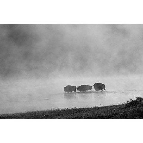 Bison crossing Yellowstone River, Yellowstone National Park White Modern Wood Framed Art Print by Peaco, Jim